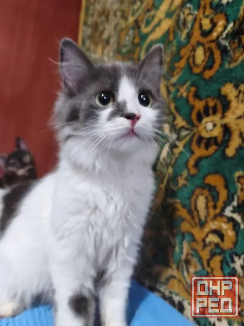 Котенок в добрые руки Донецк - изображение 3