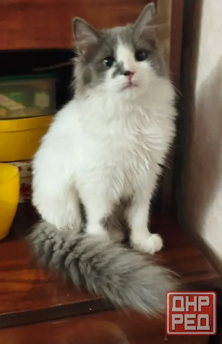 Котенок в добрые руки Донецк - изображение 1
