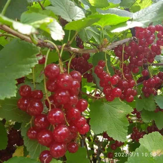 Саженцы красной смородины, 2хлетки Донецк