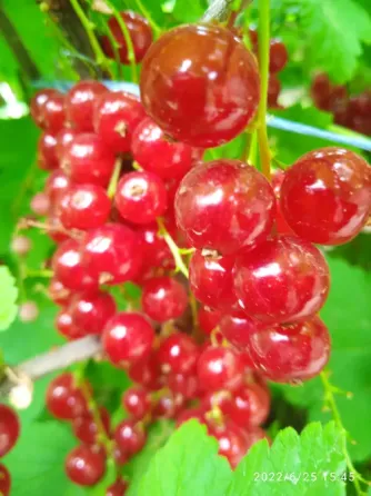 Саженцы красной смородины, 2хлетки Донецк