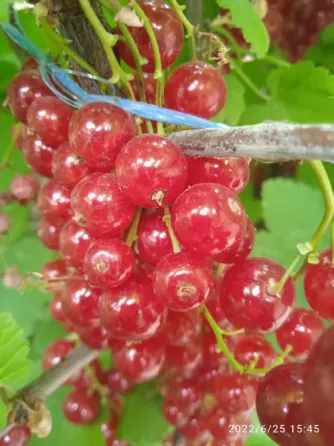 Саженцы красной смородины, 2хлетки Донецк