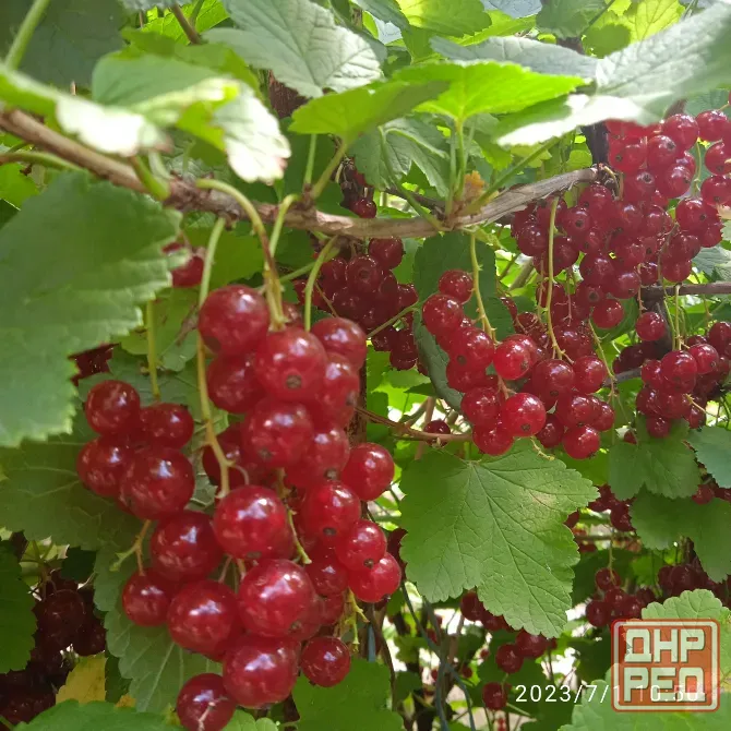 Саженцы красной смородины, 2хлетки Донецк - изображение 2