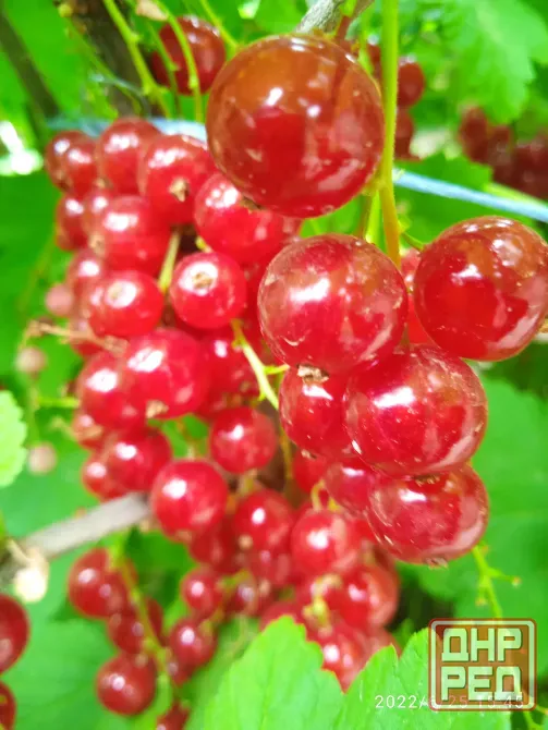 Саженцы красной смородины, 2хлетки Донецк - изображение 3
