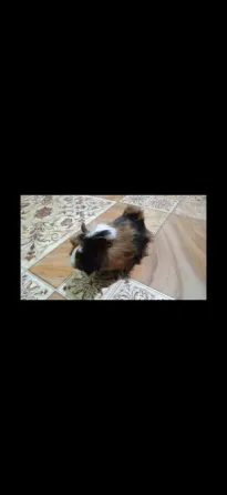Морские свинки Макеевка