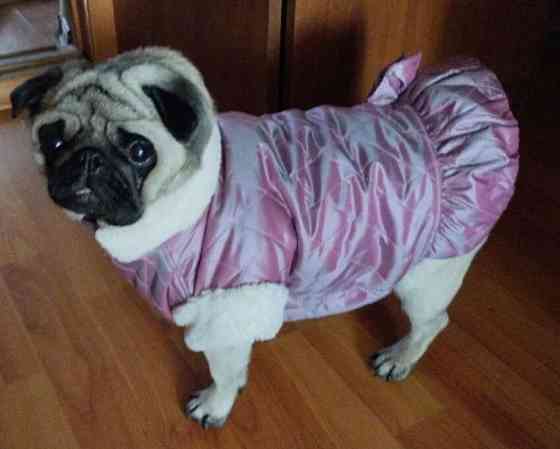 Кутка курточка жилет одежда для собак Донецк