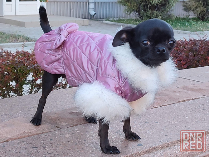 Кутка курточка жилет одежда для собак Донецк - изображение 1