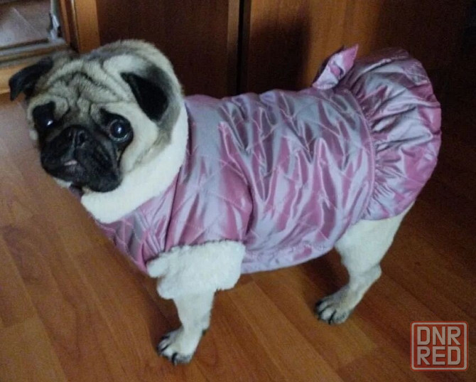 Кутка курточка жилет одежда для собак Донецк - изображение 2