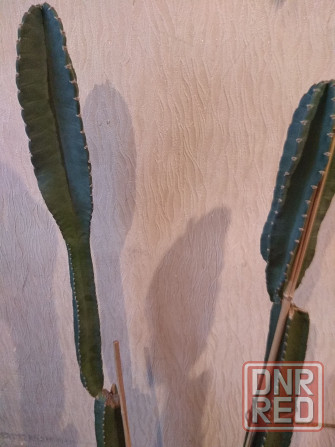 кактус перуанский цереус шикарный Донецк - изображение 2