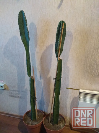 кактус перуанский цереус шикарный Донецк - изображение 1