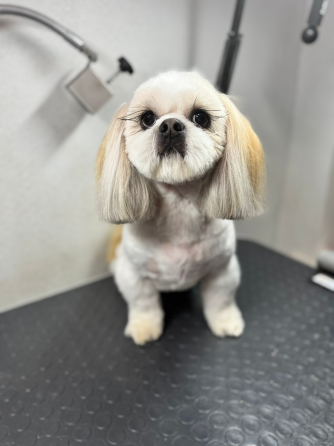 Стрижка собак и котов Буденновский район заперевальная Донецк