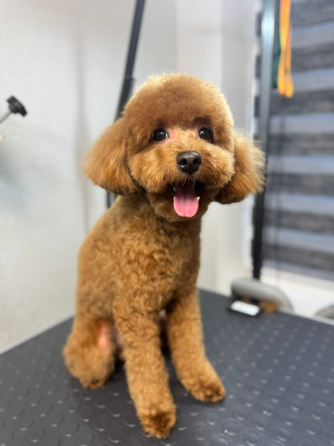 Стрижка собак и котов Буденновский район заперевальная Донецк