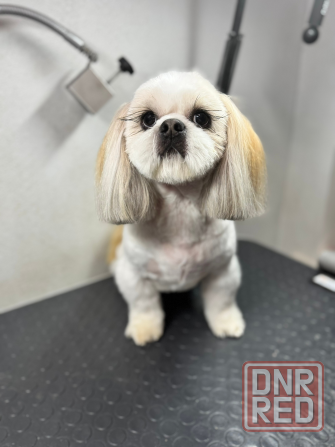 Стрижка собак и котов Буденновский район заперевальная Донецк - изображение 5