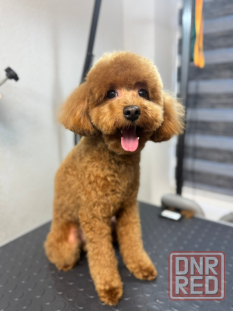 Стрижка собак и котов Буденновский район заперевальная Донецк - изображение 6