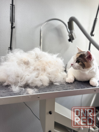 Стрижка собак и котов Буденновский район заперевальная Донецк - изображение 8