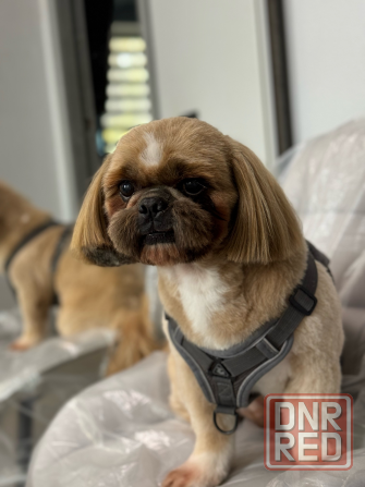 Стрижка собак и котов Буденновский район заперевальная Донецк - изображение 7