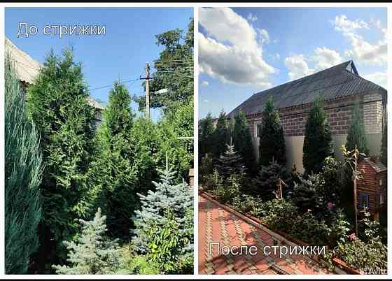 Топиарная стрижка растений,обрезка деревьев Донецк