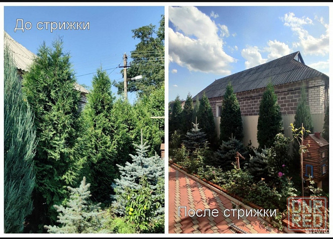 Топиарная стрижка растений,обрезка деревьев Донецк - изображение 3
