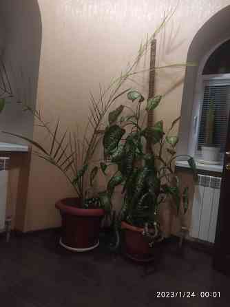 Продам комнатное растение- диффенбахию п Донецк