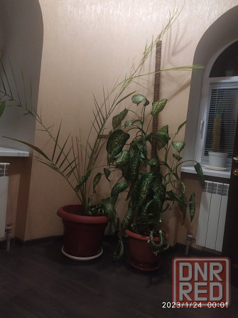 Продам комнатное растение- диффенбахию п Донецк - изображение 1