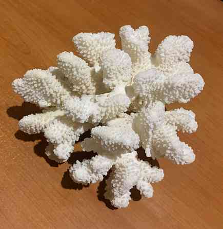 Коралл натуральный белый для аквариума, декора Донецк