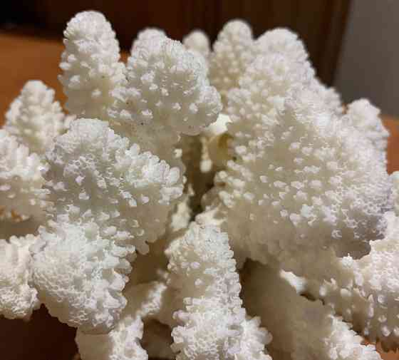 Коралл натуральный белый для аквариума, декора Донецк