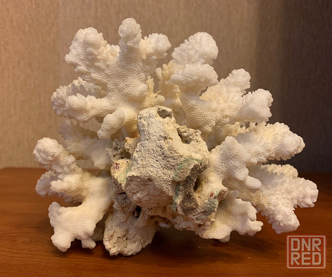 Коралл натуральный белый для аквариума, декора Донецк - изображение 7