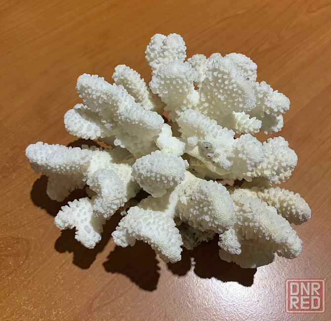 Коралл натуральный белый для аквариума, декора Донецк - изображение 1