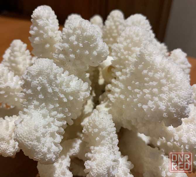 Коралл натуральный белый для аквариума, декора Донецк - изображение 2
