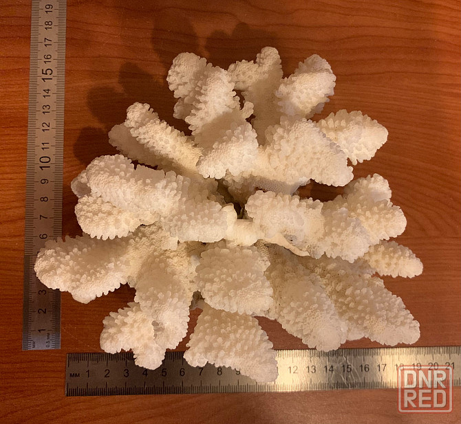 Коралл натуральный белый для аквариума, декора Донецк - изображение 4