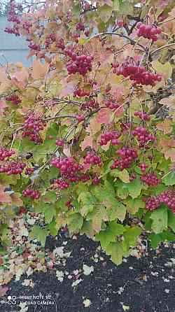 Калина,,хоста 2 сорта,очиток,молодило Донецк