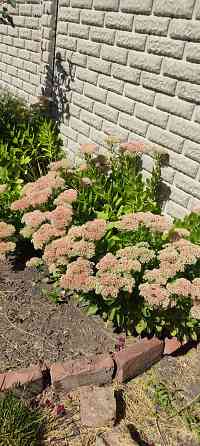 Калина,,хоста 2 сорта,очиток,молодило Донецк