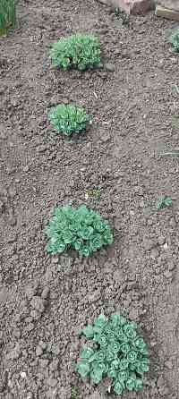 Калина,,хоста 2 сорта,очиток,молодило Донецк