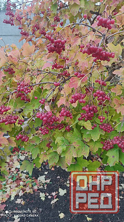 Калина,,хоста 2 сорта,очиток,молодило Донецк - изображение 1