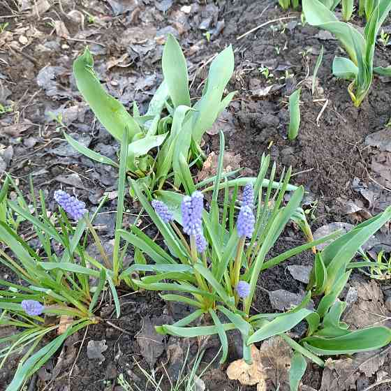 Многолетние растения, цветы на посадку Донецк