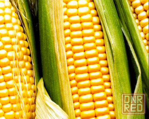 Семена кукурузы Лимагрейн Донецк - изображение 1