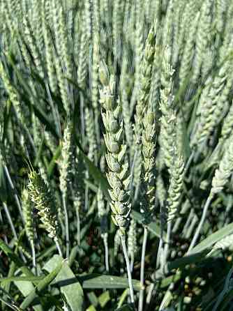 Семена озимой пшеницы, ячменя и тритикале элита и репродукции Донецк