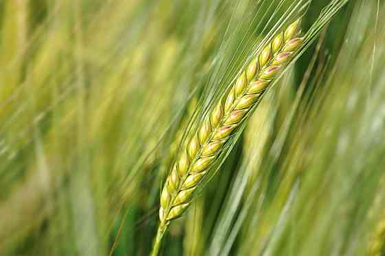 Семена озимой пшеницы, ячменя и тритикале элита и репродукции Донецк