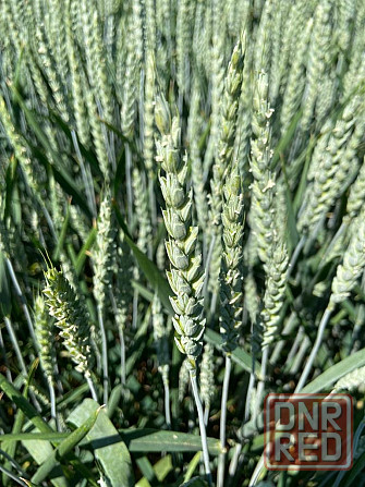 Семена озимой пшеницы, ячменя и тритикале элита и репродукции Донецк - изображение 1