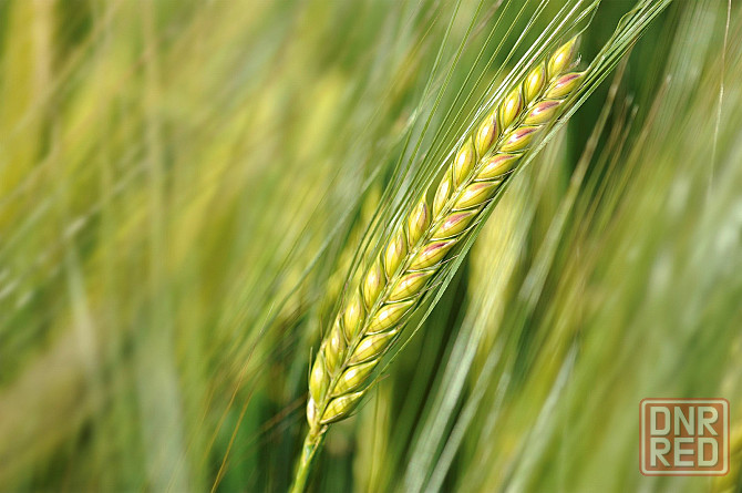 Семена озимой пшеницы, ячменя и тритикале элита и репродукции Донецк - изображение 2
