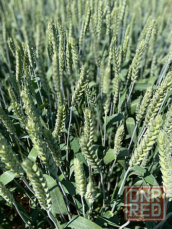 Семена озимой пшеницы, ячменя и тритикале элита и репродукции Донецк - изображение 3