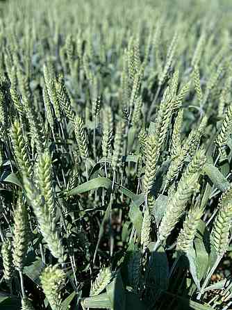 Семена озимой пшеницы элита и репродукции Донецк