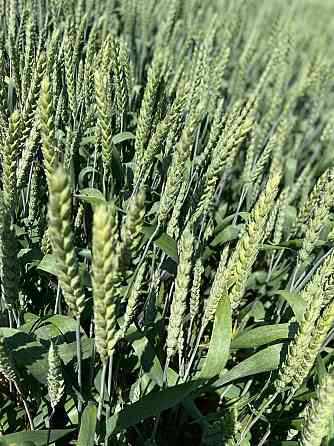 Семена озимой пшеницы элита и репродукции Донецк