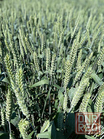 Семена озимой пшеницы элита и репродукции Донецк - изображение 2