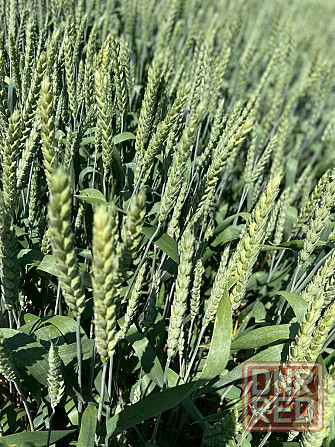 Семена озимой пшеницы элита и репродукции Донецк - изображение 1