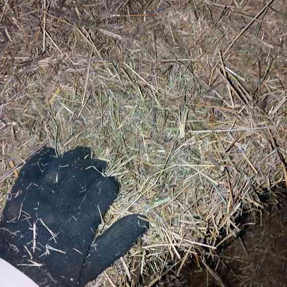 Продам сено Харцызск