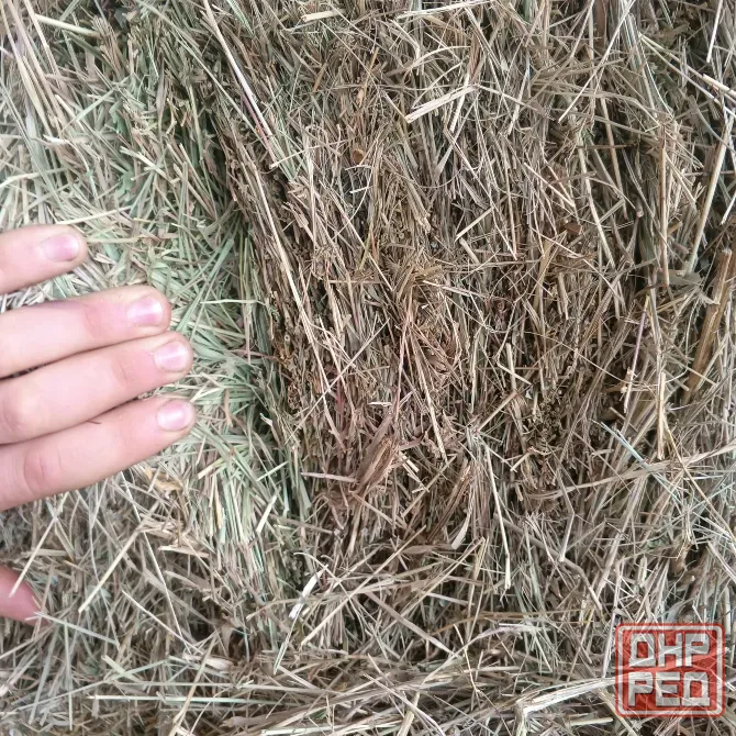 Продам сено Харцызск - изображение 2