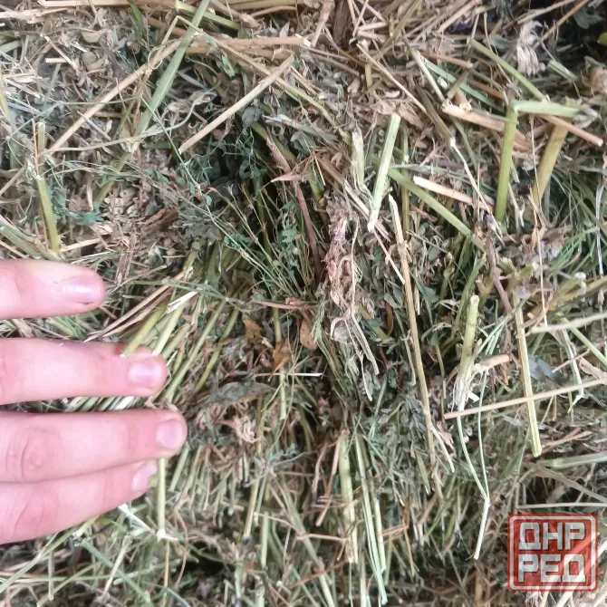 Продам сено Харцызск - изображение 6
