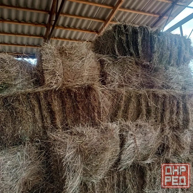 Продам сено Харцызск - изображение 4