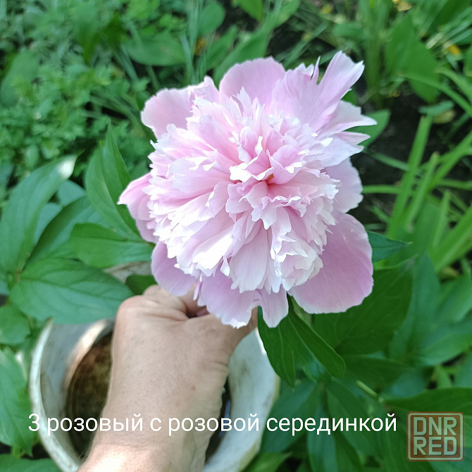 Пионы Донецк - изображение 8