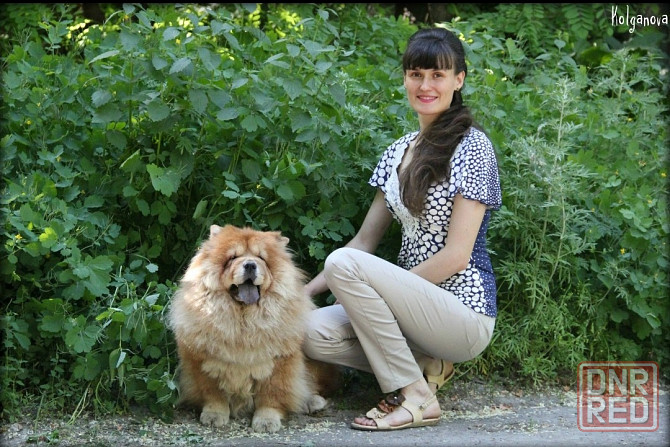 Стрижка собак Донецк - изображение 4